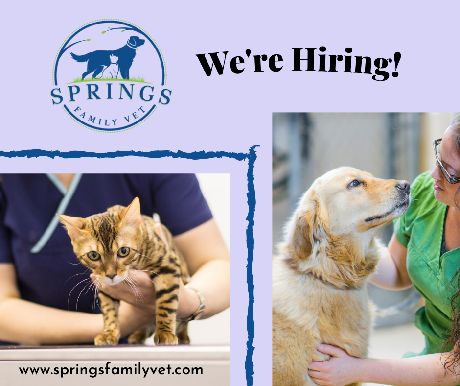 Springs Family Veterinary Hospital Saratoga Springs, NY Home